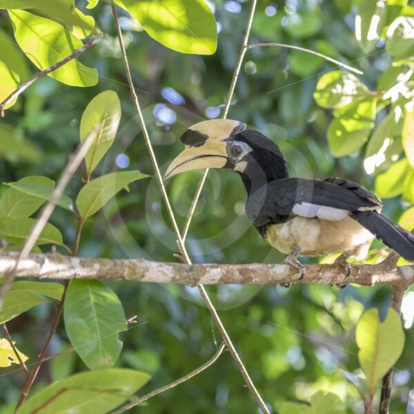 Oriental Pied Hornbill sitting on a horizontal branch - Nature Stock Photo Agency