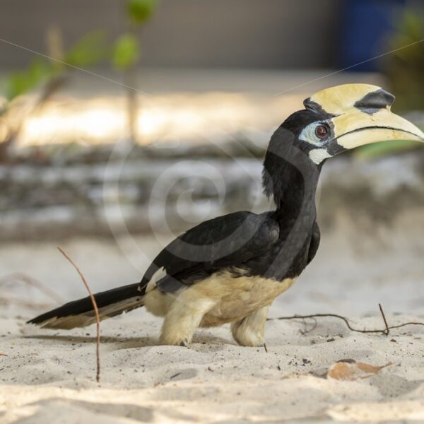 Oriental pied hornbill sitting on the beach - Nature Stock Photo Agency