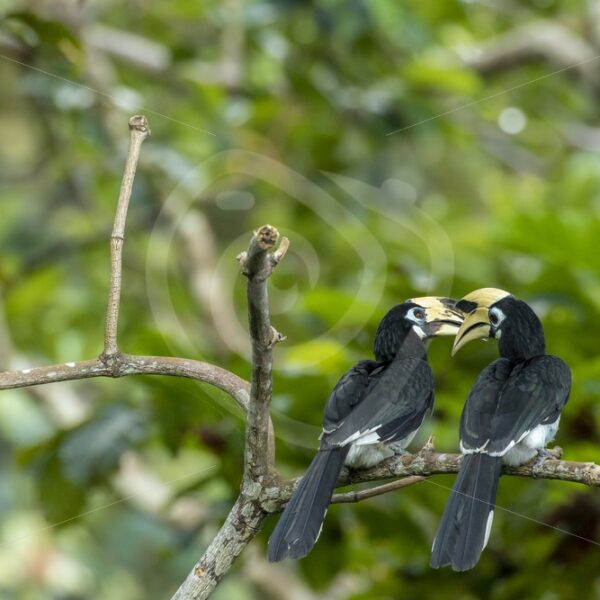 Romantic couple of Oriental Pied hornbills - Nature Stock Photo Agency