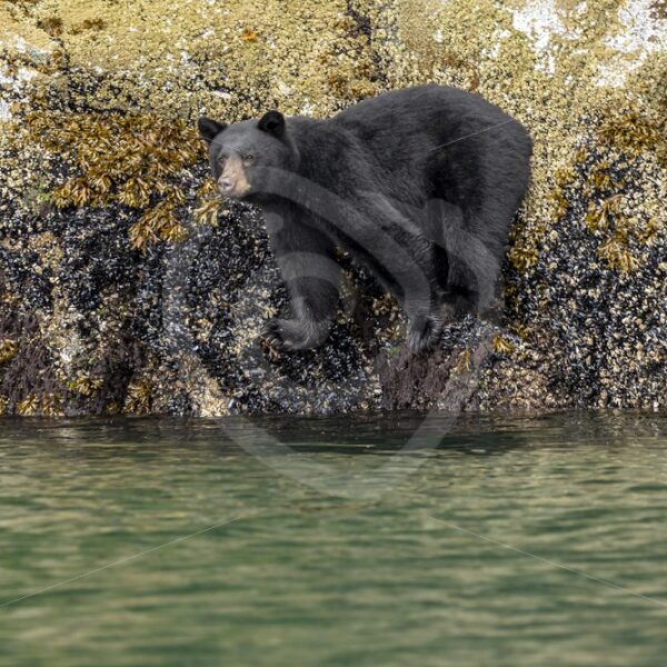 Black bear looking for some crustaceans - Nature Stock Photo Agency
