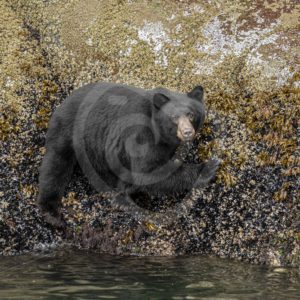 Black bear walking the shores for crustaceans - Nature Stock Photo Agency