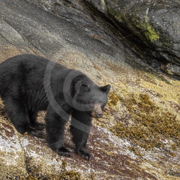 Black bear walking the shores of the Vancouver inlets - Nature Stock Photo Agency