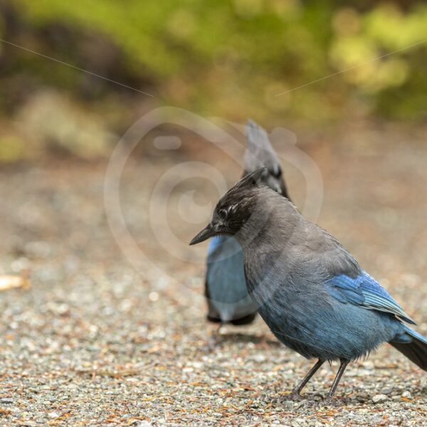 Blue Jays checking the walking path - Nature Stock Photo Agency