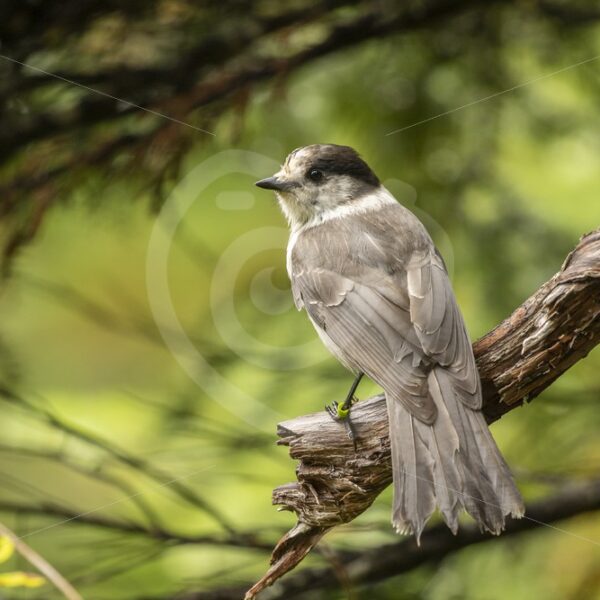 Canada Jay posing in the forest - Nature Stock Photo Agency