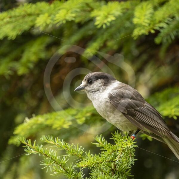 Canada jay in the forest near Paradise Meadows - Nature Stock Photo Agency