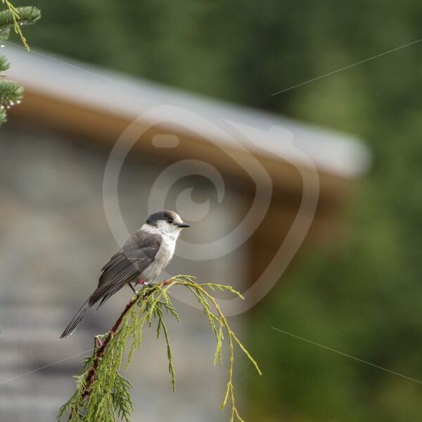 Canada jay near the forest lodge - Nature Stock Photo Agency