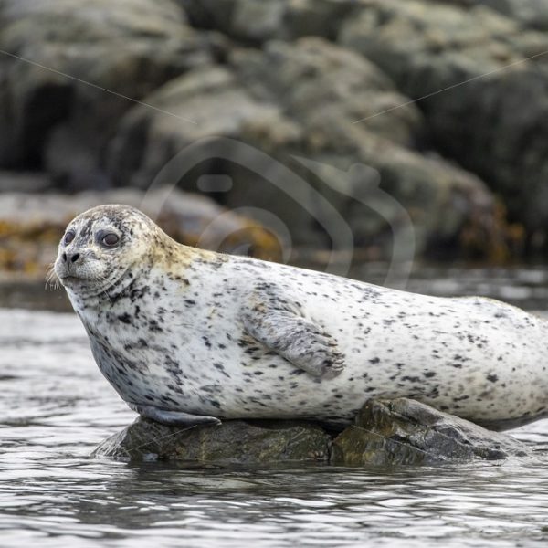 Common harbor seal relaxing on a rock - Nature Stock Photo Agency
