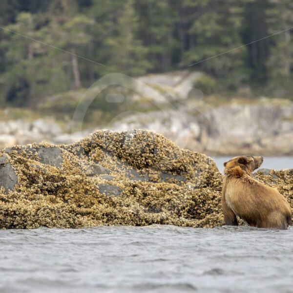 Grizzly bear coming out of the water after a swim - Nature Stock Photo Agency