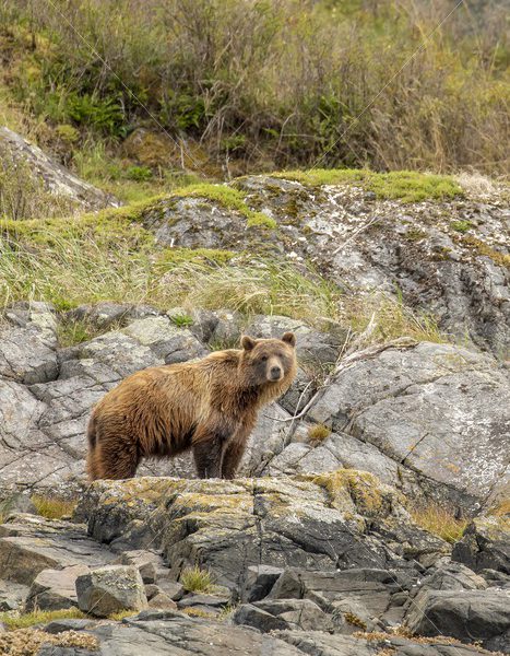 Grizzly bear posing on a rock - Nature Stock Photo Agency