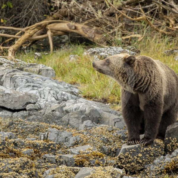 Grizzly bear smells something in the air - Nature Stock Photo Agency