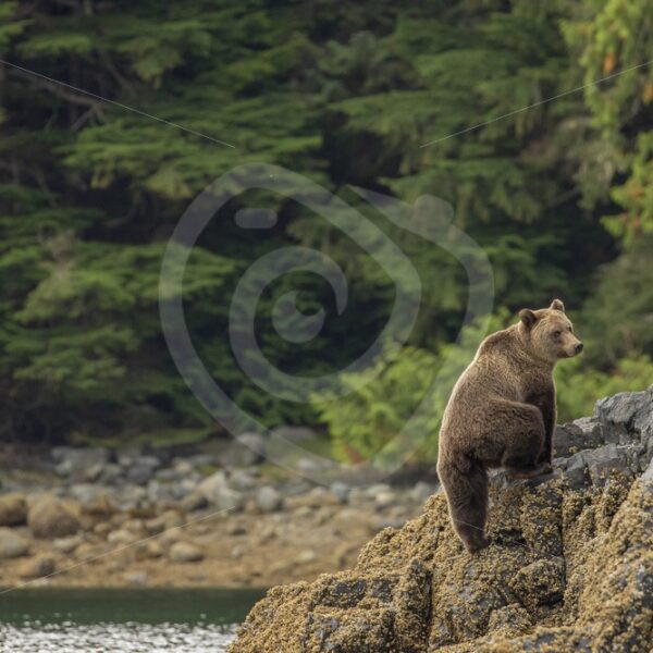 Grizzly bear walking the shores of the great bear forest - Nature Stock Photo Agency