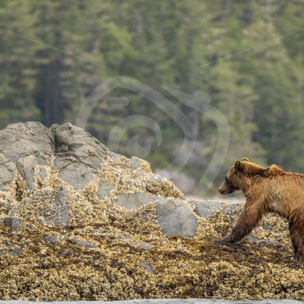 Grizzly with broken front leg struggling to get on shore - Nature Stock Photo Agency