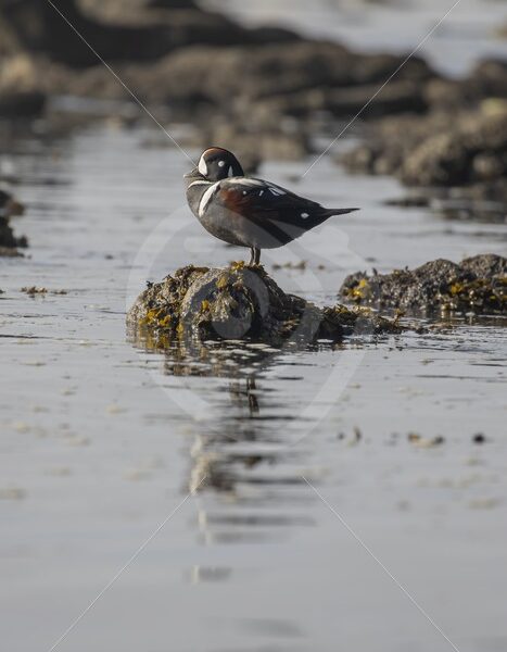 Harlequick duck on Botanical beach, Vancouver Island - Nature Stock Photo Agency
