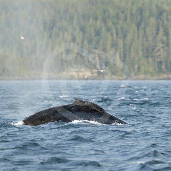 Humpback whale near Alert Bay, Vancouver Island - Nature Stock Photo Agency