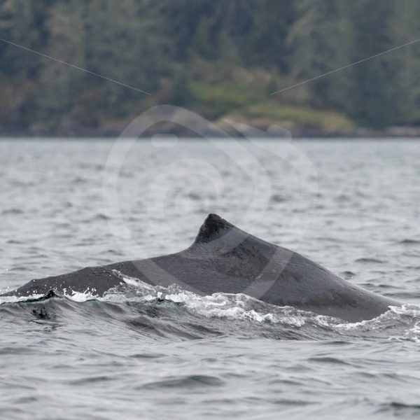 Humpback whale swimming in the Vancouver inlets - Nature Stock Photo Agency