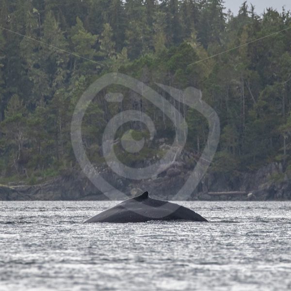 Humpback whale swimming through the inlets near Vancouver - Nature Stock Photo Agency