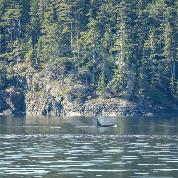 Killer whale swimming through a Canadian inlet - Nature Stock Photo Agency