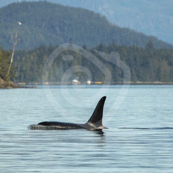 Killer whale swimming through the inlets near Alert Bay - Nature Stock Photo Agency