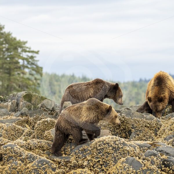 Mother grizzly bear with 2 juveniles looking for some crustaceans - Nature Stock Photo Agency