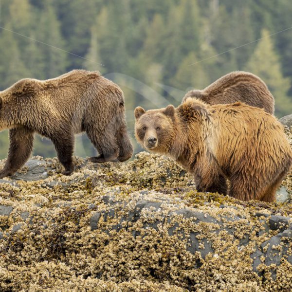 Mother grizzly bear with 2 juveniles on the shore - Nature Stock Photo Agency