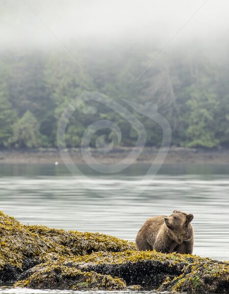 North American brown bear (Ursus arctos) on an inlet peninsula, Vancouver Island - Nature Stock Photo Agency