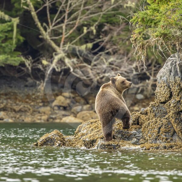 North American brown bear climbing the rocks of the shores, British Columbia, Canada - Nature Stock Photo Agency