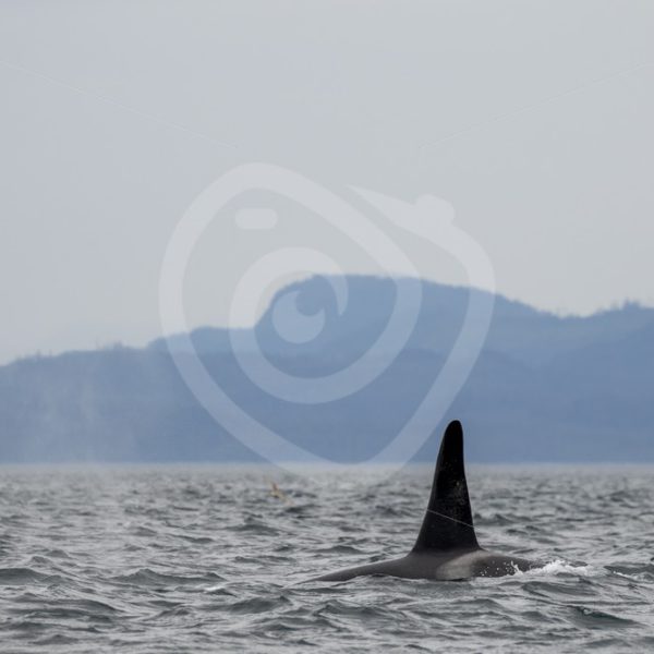 Orca swimming between Vancouver Island and Alert Bay - Nature Stock Photo Agency
