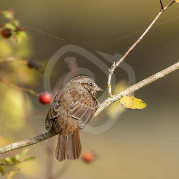 Song sparrow in Canadian woods - Nature Stock Photo Agency