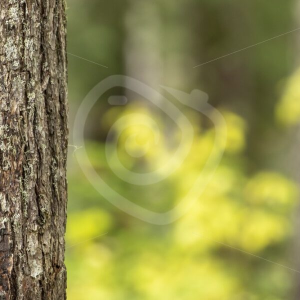 Tree in the forest of Paradise Meadows, Vancouver Island - Nature Stock Photo Agency