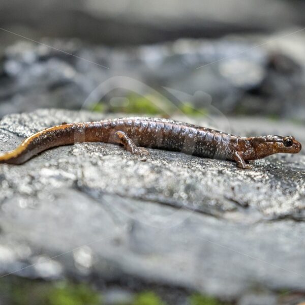Western red-backed salamander on Vancouver Island, British Columbia - Nature Stock Photo Agency
