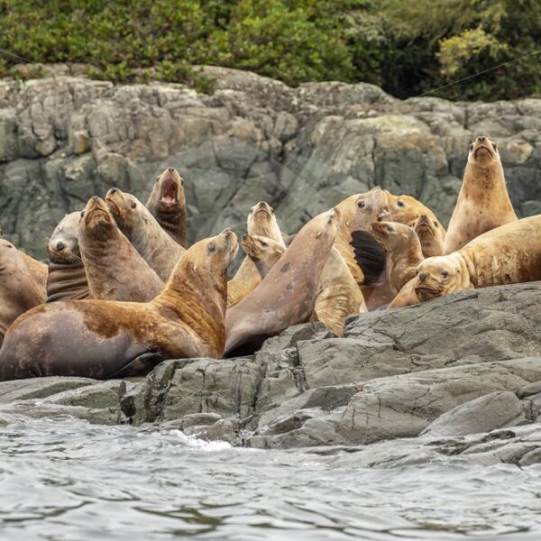 Colony of Steller’s sea lions on the shore - Nature Stock Photo Agency