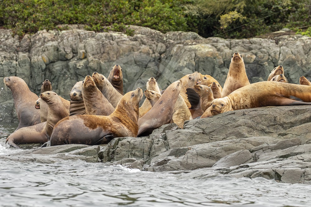 Colony of Steller’s sea lions on the shore - Nature Stock Photo Agency