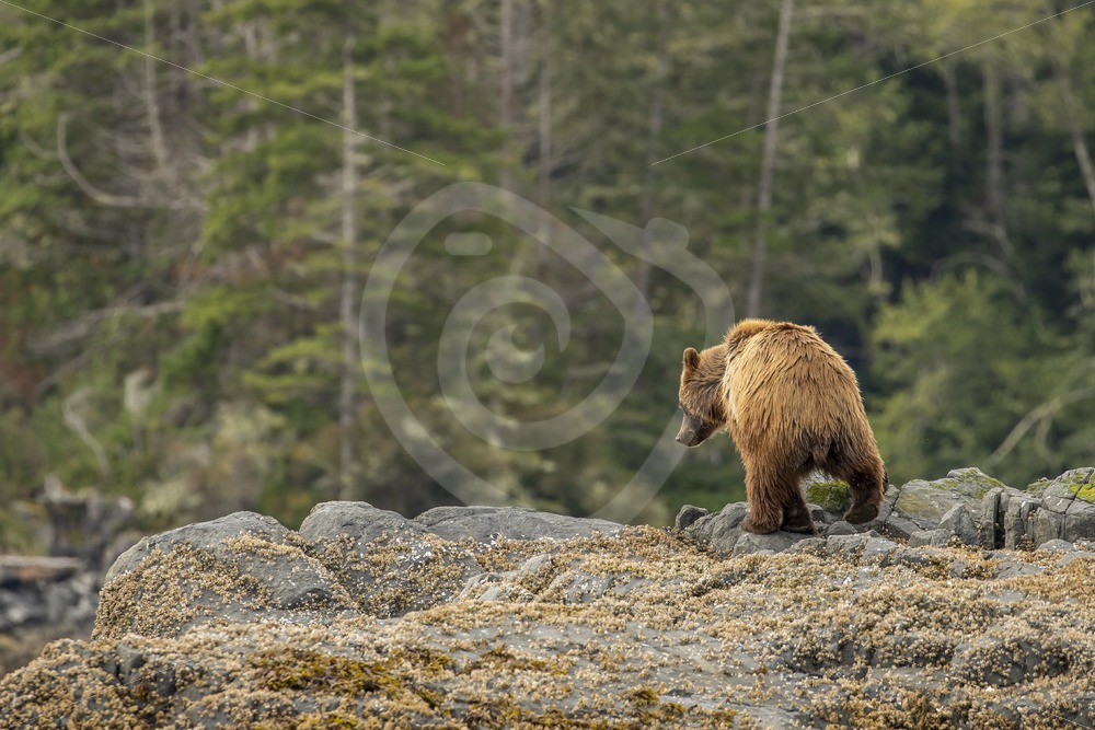 Grizzly bear searching for something to eat on the coastal shores of Vancouver Island - Nature Stock Photo Agency