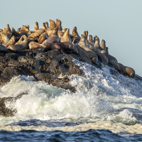 Group of Steller’s sea lions on a rock near Tofino - Nature Stock Photo Agency