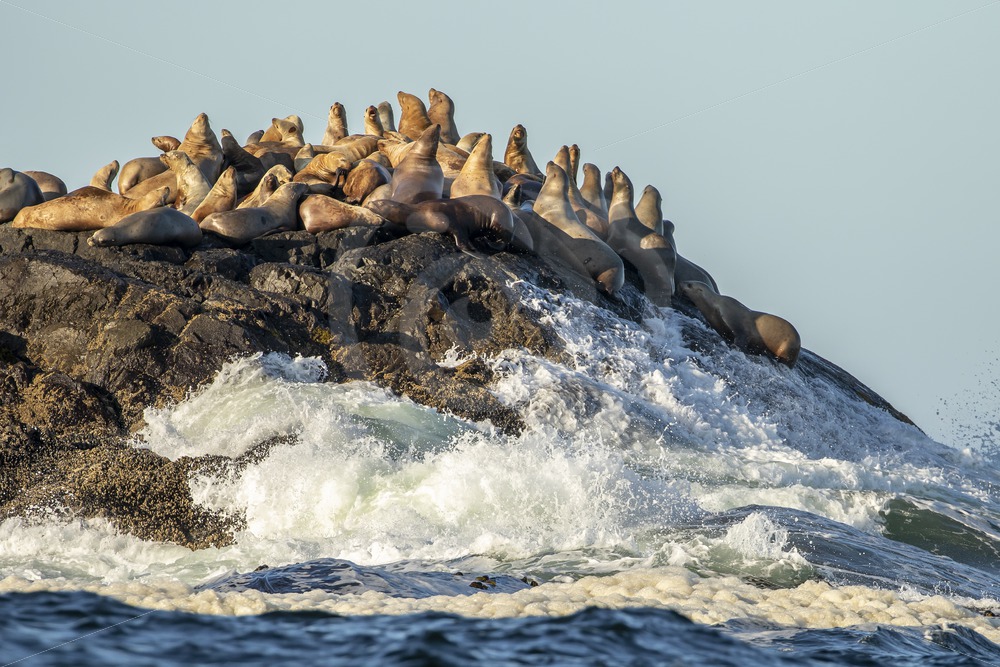 Group of Steller’s sea lions on a rock near Tofino - Nature Stock Photo Agency
