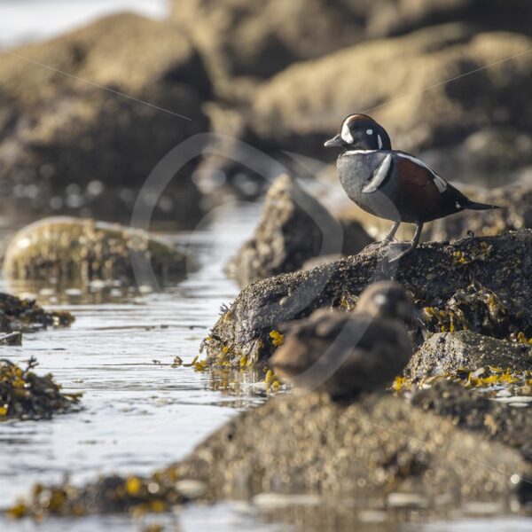 Harlequin duck on the rocky shoares of Botanical Beach, Vancouver Island - Nature Stock Photo Agency