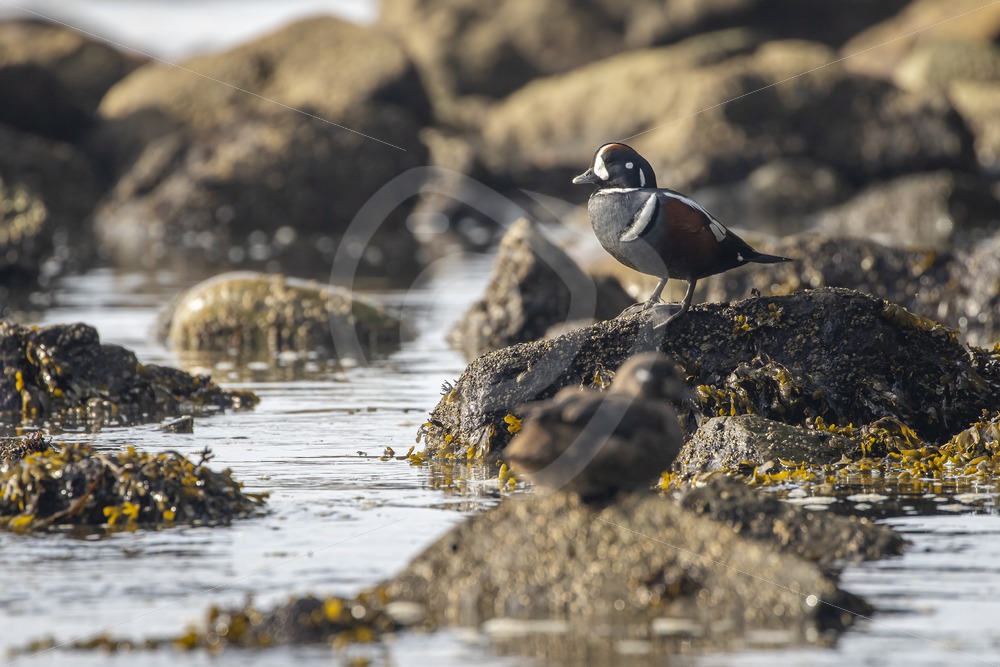 Harlequin duck on the rocky shoares of Botanical Beach, Vancouver Island - Nature Stock Photo Agency