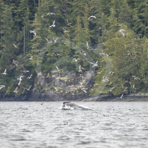 Humpback whale feeding on a school of fish joined by gulls in the inlets of Vancouver Island, Canada - Nature Stock Photo Agency