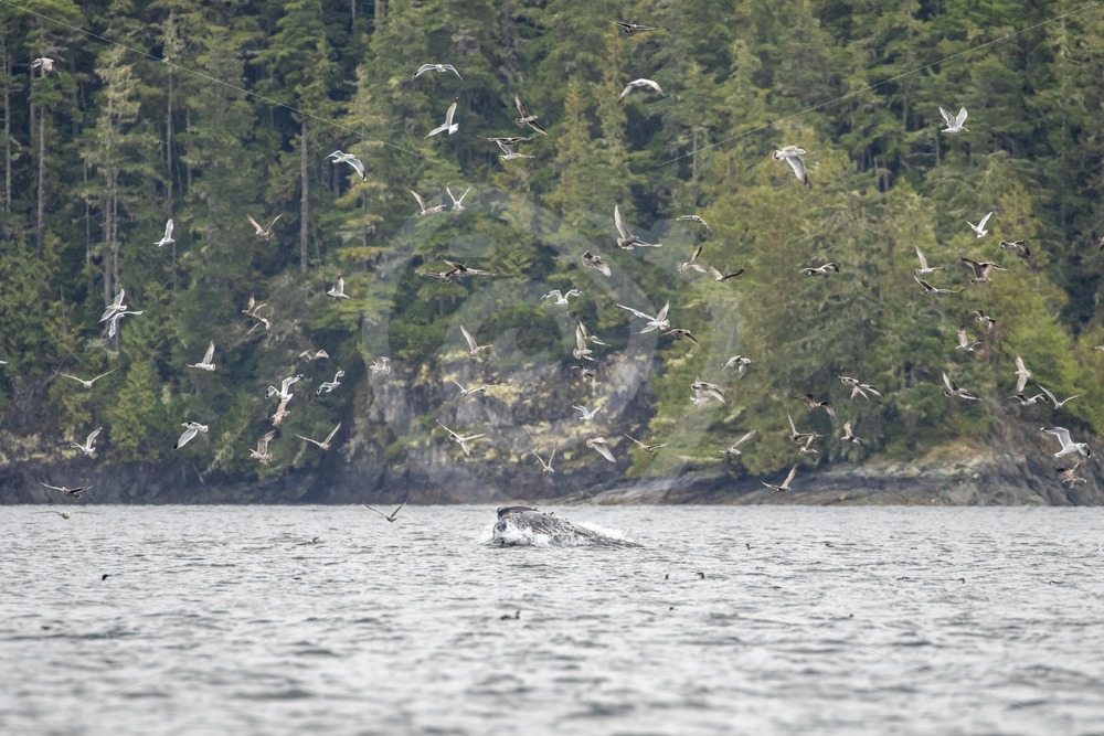 Humpback whale feeding on a school of fish joined by gulls in the inlets of Vancouver Island, Canada - Nature Stock Photo Agency