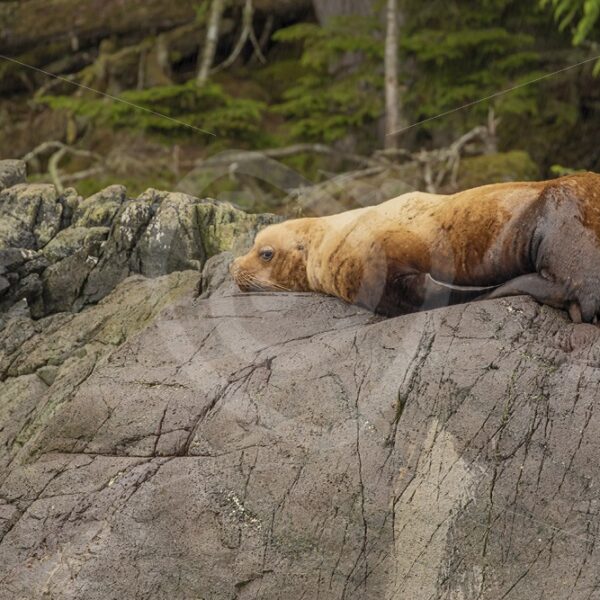 Single Steller’s sea lion resting on a rock - Nature Stock Photo Agency