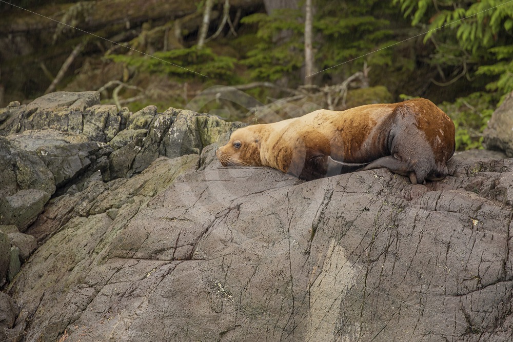 Single Steller’s sea lion resting on a rock - Nature Stock Photo Agency