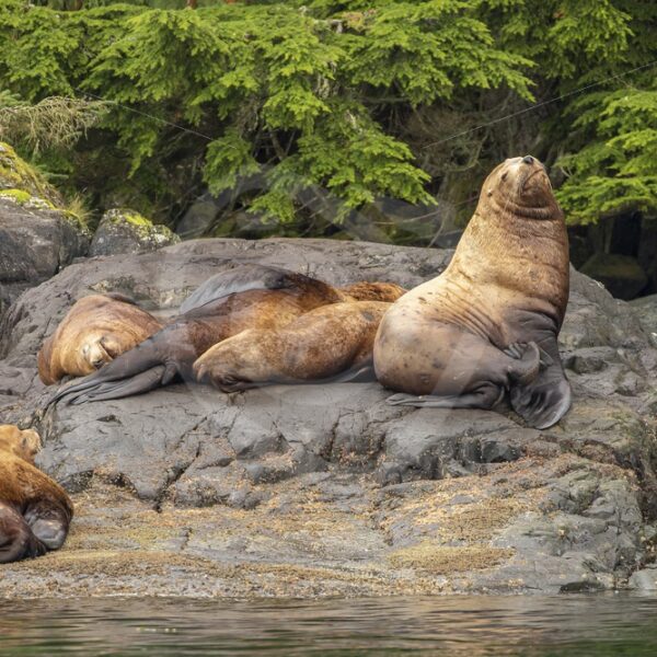 Small group of Steller’s sea lions with a big male - Nature Stock Photo Agency