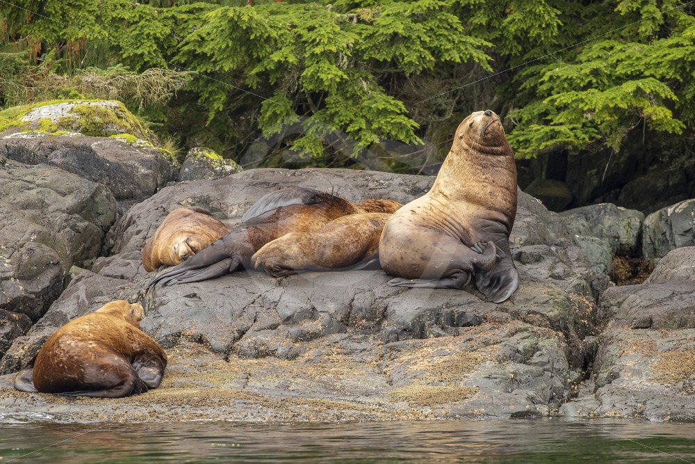 Small group of Steller’s sea lions with a big male - Nature Stock Photo Agency