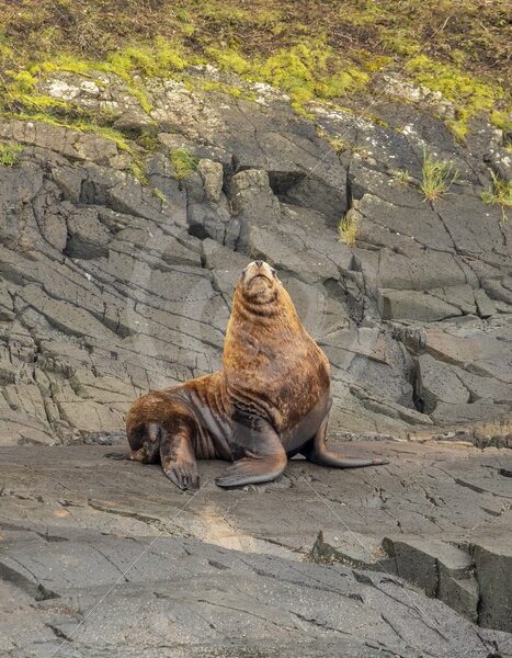 Steller’s sea lion posing on the shore - Nature Stock Photo Agency