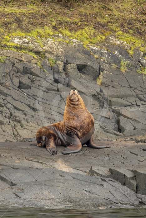 Steller’s sea lion posing on the shore - Nature Stock Photo Agency