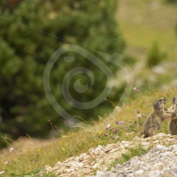 2 juvenile alpine marmots playing around - Nature Stock Photo Agency