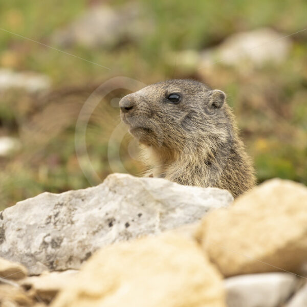 Alpine marmot checking the environment - Nature Stock Photo Agency