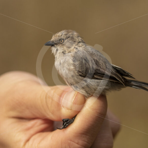 American bushtit hold by a researcher - Nature Stock Photo Agency