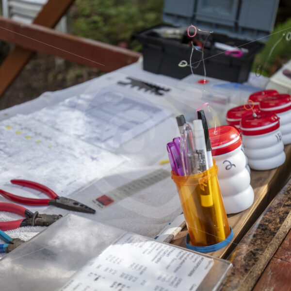 Bird ringer office of the day - Nature Stock Photo Agency