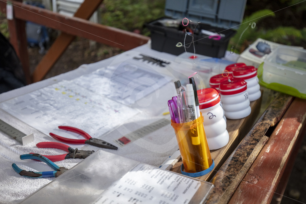 Bird ringer office of the day - Nature Stock Photo Agency
